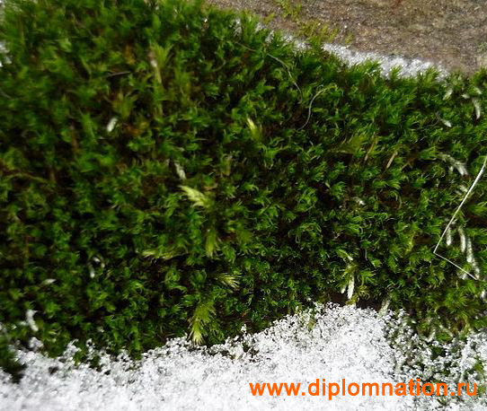 filesmessenger - Blog